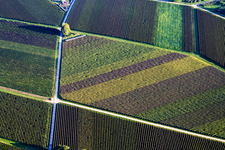 Geometrical structures on wine yards with multi coloured rows of grapes in Goecklingen in the state Rhineland-Palatinate