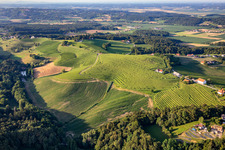Vineyards at Knezov Ribnik in Ptuj in the state Slovenia, Slovenia