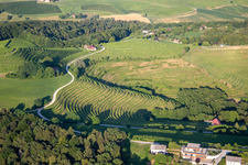 Vineyards at Klopca ljubezni Mestni vrh nad Ptujem in Ptuj in the state Slovenia, Slovenia