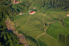 Oblique view of Church of Župnijska cerkev sv. Marije Vnebovzete and Café Huda Liza above the Vurberg vineyards in Duplek in the state Slovenia, Slovenia