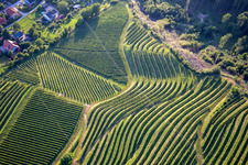 Pattern of vine rows of vineyards on the Vurberg in Duplek in the state Slovenia, Slovenia