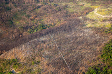 After the forest fire in Miren-Kostanjevica in the state Slovenia, Slovenia