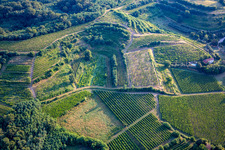 Vineyards in Mossa in the state Gorizia, Italy