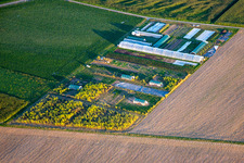 Sprouts and more in Steinweiler in the state Rhineland-Palatinate, Germany