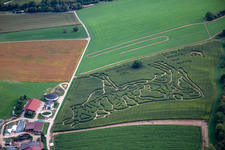 Corn labyrinth at the Lämmle-Hofmann dairy farm in the district Flehingen in Oberderdingen in the state Baden-Wuerttemberg, Germany