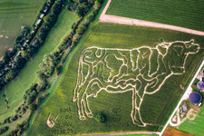 Aerial view of Corn labyrinth at the Lämmle-Hofmann dairy farm in the district Flehingen in Oberderdingen in the state Baden-Wuerttemberg, Germany