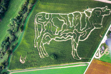 Aerial photograpy of Corn labyrinth at the Lämmle-Hofmann dairy farm in the district Flehingen in Oberderdingen in the state Baden-Wuerttemberg, Germany