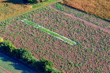 Pumpkin field in Kapsweyer in the state Rhineland-Palatinate, Germany