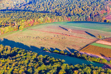 Cow pasture with tree at the edge of the forest in autumn in Reichshoffen in the state Bas-Rhin, France