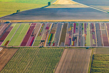 Colorful flowerbeds of Ferme Brandt Arbogast Morsbronn in Durrenbach in the state Bas-Rhin, France