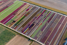 Aerial photograpy of Colorful flowerbeds of Ferme Brandt Arbogast Morsbronn in Durrenbach in the state Bas-Rhin, France