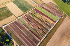 Colorful flowerbeds of Ferme Brandt Arbogast Morsbronn in Durrenbach in the state Bas-Rhin, France seen from above