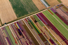 Colorful flowerbeds of Ferme Brandt Arbogast Morsbronn in Durrenbach in the state Bas-Rhin, France from the plane