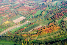 Rows of trees in indian summer colours of Plum cultivation plantation in Renchen in the state Baden-Wurttemberg, Germany