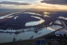 Aerial photograpy of Due to flooding, the Goldgrund nature reserve in the Hagenbacher Altrheinschleife was flooded in the district Maximiliansau in Wörth am Rhein in the state Rhineland-Palatinate, Germany