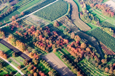 Plum orchards in autumn leaves in the district Ulm in Renchen in the state Baden-Wuerttemberg, Germany