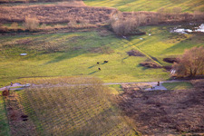 Cattle in the Billigheim Bruch nature reserve in the district Mühlhofen in Billigheim-Ingenheim in the state Rhineland-Palatinate, Germany
