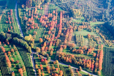 Plum orchards in autumn leaves in the district Mösbach in Achern in the state Baden-Wuerttemberg, Germany