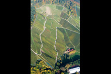 Fields of wine cultivation landscape at the edge of the black forest in Achern in the state Baden-Wurttemberg