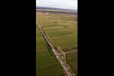 Almond Mile and Wine Trail on Villastr in Edenkoben in the state Rhineland-Palatinate, Germany