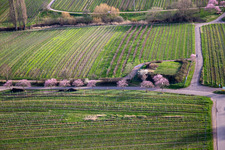 Blossoming almond trees on Theresienstr in Rhodt unter Rietburg in the state Rhineland-Palatinate, Germany