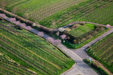 Aerial view of Blossoming almond trees on Theresienstr in Rhodt unter Rietburg in the state Rhineland-Palatinate, Germany