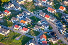 Daffodil and Violet Path in Kandel in the state Rhineland-Palatinate, Germany