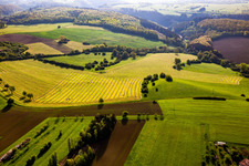 Freshly mown meadows with hay rows in Petit-Réderching in the state Moselle, France