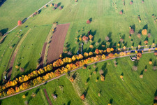 Autumn-colored avenue trees on Schluttenbacher Straße in the district Schöllbronn in Ettlingen in the state Baden-Wuerttemberg, Germany