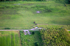 Cattle in the Billigheimer Bruch nature reserve in the district Mühlhofen in Billigheim-Ingenheim in the state Rhineland-Palatinate, Germany