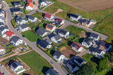 Oblique view of Daffodil Path in Kandel in the state Rhineland-Palatinate, Germany