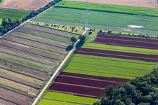 High-voltage pylon between fields of colorful lettuce crops in the district Niederlustadt in Lustadt in the state Rhineland-Palatinate, Germany