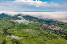 Vineyards on the edge of the cloud-covered Palatinate Forest between Arzheim, Birkweiler and Ranschbach in Ranschbach in the state Rhineland-Palatinate, Germany