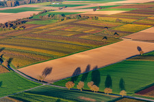 Aerial view of Vineyards of the southern Wienstraße in autumn leaves in the district Ingenheim in Billigheim-Ingenheim in the state Rhineland-Palatinate, Germany
