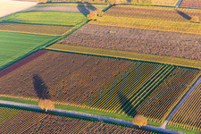 Aerial photograpy of Vineyards of the southern Wienstraße in autumn leaves in the district Ingenheim in Billigheim-Ingenheim in the state Rhineland-Palatinate, Germany