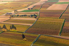 Vineyards of the southern Wienstraße in autumn leaves in the district Mühlhofen in Billigheim-Ingenheim in the state Rhineland-Palatinate, Germany