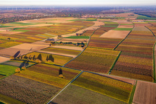 Aerial view of Vineyards of the southern Wienstraße in autumn leaves in the district Mühlhofen in Billigheim-Ingenheim in the state Rhineland-Palatinate, Germany