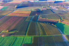 Oblique view of Vineyards of the southern Wienstraße in autumn leaves in the district Ingenheim in Billigheim-Ingenheim in the state Rhineland-Palatinate, Germany