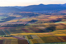 Vineyards of the southern Wienstraße in autumn leaves in the district Ingenheim in Billigheim-Ingenheim in the state Rhineland-Palatinate, Germany from above