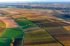 Vineyards of the southern Wienstraße in autumn leaves in the district Ingenheim in Billigheim-Ingenheim in the state Rhineland-Palatinate, Germany out of the air