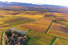 Vineyards of the southern Wienstraße in autumn leaves in the district Klingen in Heuchelheim-Klingen in the state Rhineland-Palatinate, Germany