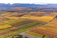 Aerial view of Vineyards of the southern Wienstraße in autumn leaves in the district Klingen in Heuchelheim-Klingen in the state Rhineland-Palatinate, Germany