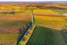 Vineyards of the southern Wienstraße in autumn leaves in the district Klingen in Heuchelheim-Klingen in the state Rhineland-Palatinate, Germany out of the air
