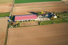 Equestrian center Fohlenhof in Steinweiler in the state Rhineland-Palatinate, Germany viewn from the air
