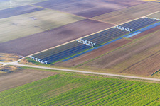 Open polytunnel greenhouses in Offenbach an der Queich in the state Rhineland-Palatinate, Germany