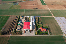Drone recording of Vegetable cultivation - Dieter Stubenbordt in Zeiskam in the state Rhineland-Palatinate, Germany