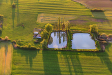Two fishing ponds with poplars on the shore in the evening light in Mackwiller in the state Bas-Rhin, France