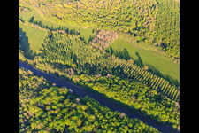 Poplar grove in a clearing on the Canal des houllères de la Sarre in Vibersviller in the state Moselle, France
