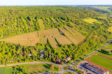 Vineyards with Weikersheimer Schmecker vineyard in Weikersheim in the state Baden-Wuerttemberg, Germany