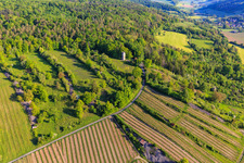 Weikersheim watchtower and vineyards with Weikersheimer Schmecker winery in Weikersheim in the state Baden-Wuerttemberg, Germany